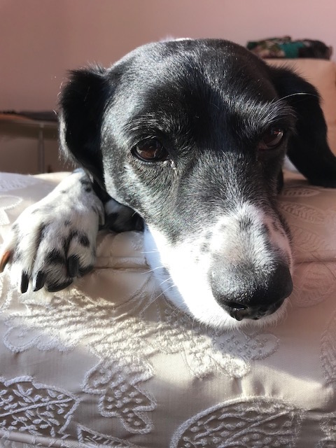 beagle spaniel