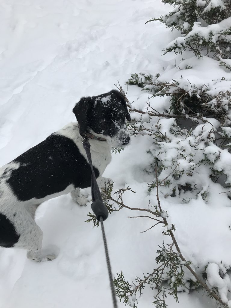 dog in the snow